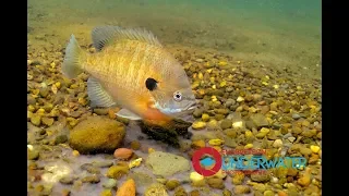 Sixty Seconds Underwater: Episode #11 Bluegills Spawning