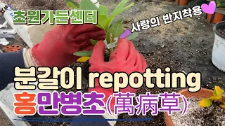 4K_화분 그만 뒤집어🦥_만병초 분갈이_초보 가드너는 말 없이 팔로우 미_Korean Gardening_Rhododendron brachycarpum