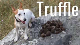 Лов на трюфели със Сара | Български трюфел #blacktruffle