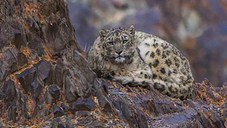Snow Leopards mating in Rumbak Valley, Ladakh, India