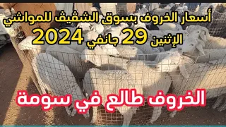 أسعار الخروف بسوق المواشي بشڤيڤ بولاية البيض الإثنين 29 جانفي 2024