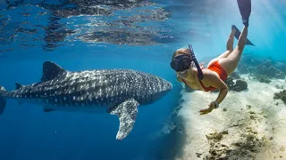 Swimming with the BIGGEST FISH in the world! Ningaloo Reef | Ep.36