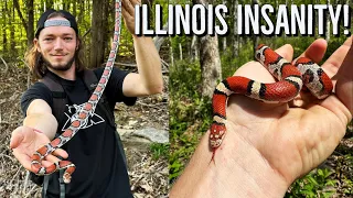 Fantastic Snake Hunting in the Land of Lincoln! 9 Milksnake Day in Illinois!