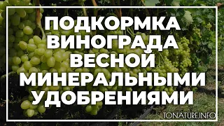 Подкормка винограда весной минеральными удобрениями | toNature.Info