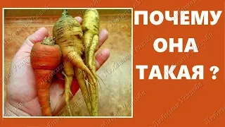 Почему морковь корявая и  рогатая.  Ошибки выращивания моркови