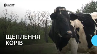 Щеплення проти інфекцій: на Черкащині вакцинують корів