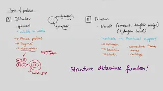 AS Biology - Types of proteins (OCR A Chapter 3.7)