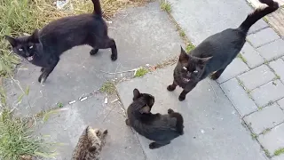 Hungry Cat Family Attacked The Food At Full Speed!🤣