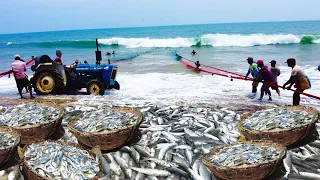 Amazing Fishermen Using the Seine Net Catch Hundreds Tons Fish on the Coast