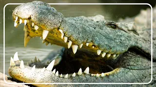 Steve Irwin vs MASSIVE Saltwater Crocodile | Crocs Down Under | The Reptile Room