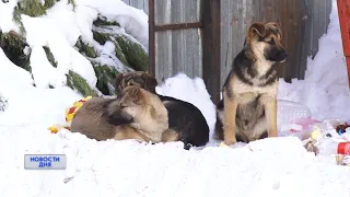 Бездомные собаки на улицах Оренбурга