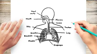 How to Draw Human Respiratory System Diagram