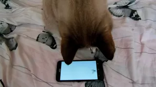 Реакция кота на муху в смартфоне | Cat reaction to a fly in smartphone