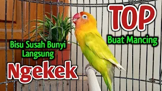 Suara Burung Lovebird Ngekek Panjang Ini, Bikin LABET JENIS APAPUN Tak Tahan TERPANCING IKUT BUNYI