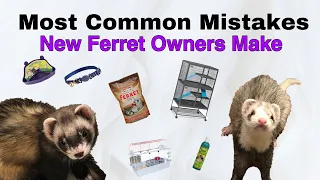 Most Common Mistakes New Ferret Owners Make