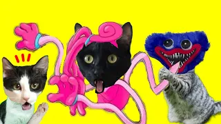 Gato es Huggy Wuggy y Mommy de Poppy Playtime 2 en la vida real / Videos de gatos Luna y Estrella