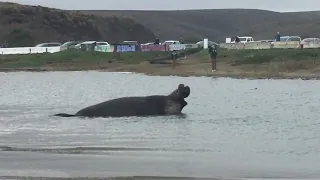 Elephant Seal at Drake’s Beach