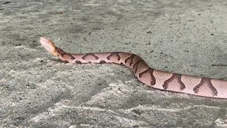 Copperhead Snake Strike is Incredibly Fast ~  Striking  Slow Motion 12 Times