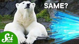 Do Polar Bears Have Fiber Optic Fur?