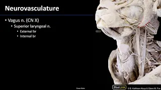 Larynx and Pharynx - Neurovasculature
