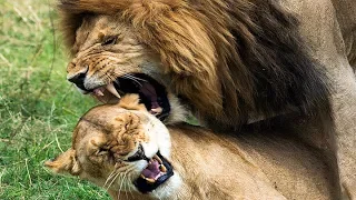 When Lions Attack