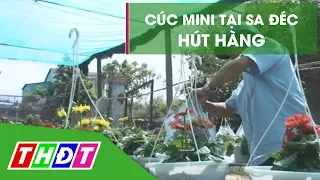 Cúc đồng tiền mini tại Sa Đéc hút hàng | THDT