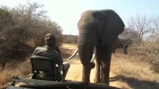 Elephant close encounter: Toro Yaka Bush Lodge South Africa