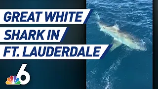 Great White Shark Caught Off Fort Lauderdale Coast | NBC 6