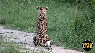 safariLIVE - Sunset Safari - March 02, 2019