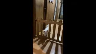 Owner Encouraging Dog to Pass Between Gate Bars Until She Nails It