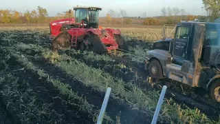 Corn chopping in mud