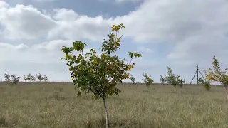 Горіховий сад. Підсумки сезону. Клімат. Піщанський