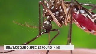 New mosquito species found in Michigan