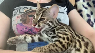 Каракалы, бенгалы, Азиатский леопардовый кот Лайк
