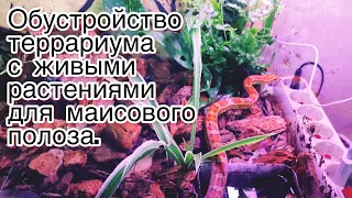 Террариум для маисового полоза .С использованием живых растений!