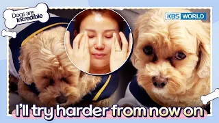 I'll try harder from now on!! [Dogs are incredible : EP.159-6] | KBS WORLD TV 230228