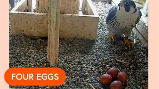 Four peregrine falcon eggs in nest | Falcon Cam 2024