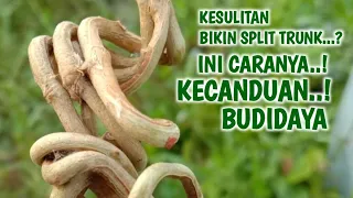 CARA MUDAH MEMBUAT BONSAI SANCANG SPLIT TRUNK UNTUK PEMULA