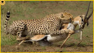 10 Times Cheetahs Took Down their Prey