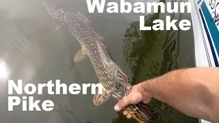 Wabamun Lake Trophy Northern Pike Fishing 2014