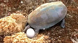 Как болотная черепаха откладывает яйца | Film Studio Aves