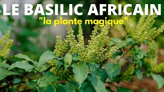 Les vertus magique et incroyables du BASILIC AFRICAIN