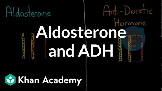 Aldosterone and ADH | Renal system physiology | NCLEX-RN | Khan Academy