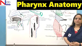 Pharynx Anatomy | Nasopharynx, Oropharynx & Laryngopharynx | GI Tract | Digestive system