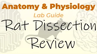 Rat Dissection Review (pinning quiz & practical)