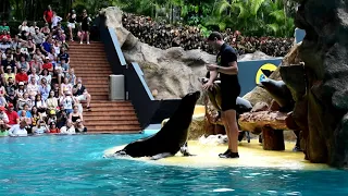 🐟ТЕНЕРИФЕ Морские котики выступление в Loro Parque / Show in Loro Parque Spain Puerto de la Cruz