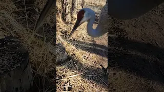 Giant bird ties to steal the camera