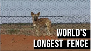 The World's longest fence is cruel