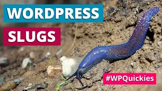 WordPress Slugs: What Are They & How To Use Them? - WPQuickies