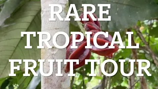 EPIC RARE FRUIT FARM TOUR! JARDINES CAMBRIA, PART 1
